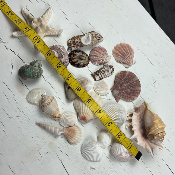 shells - Picture 15 of 15